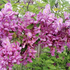 Robinia x margaretta 'Georgia da Torino'.png
