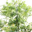 Akát 'Georgia da Torino' - Robinia x margaretta 'Georgia da Torino'
