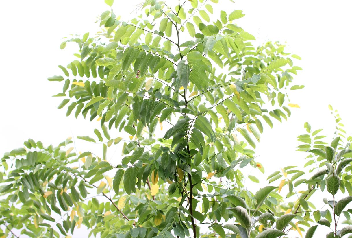 Trnovník margaretta 'Georgia da Torino' - Robinia x margaretta 'Georgia da Torino'