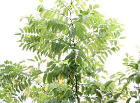 Trnovník margaretta 'Georgia da Torino' - Robinia x margaretta 'Georgia da Torino'