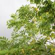 Akát 'Georgia da Torino' - Robinia x margaretta 'Georgia da Torino'