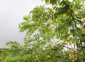 Trnovník margaretta 'Georgia da Torino' - Robinia x margaretta 'Georgia da Torino'