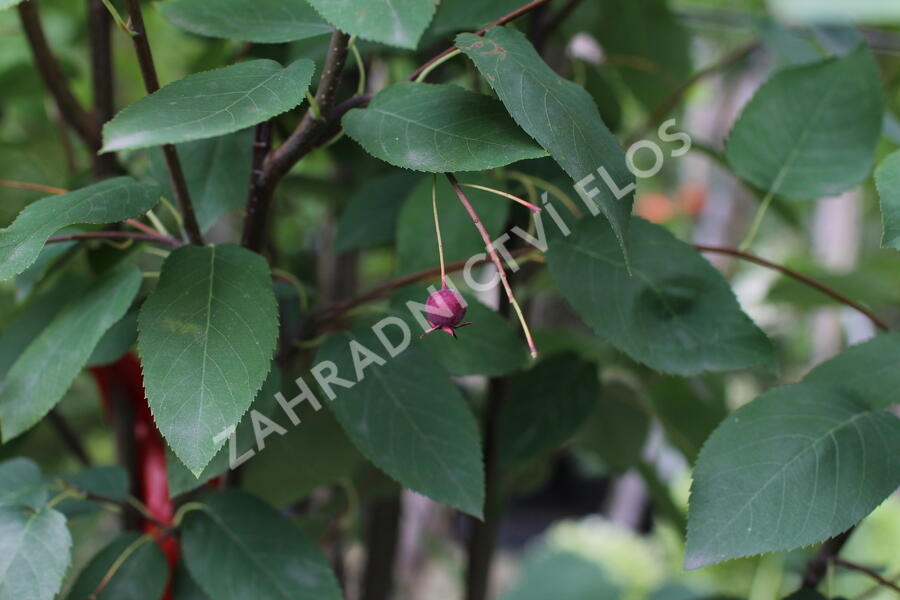Muchovník hladký 'Snowflakes' - Amelanchier laevis 'Snowflakes'