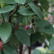 Muchovník hladký 'Snowflakes' - Amelanchier laevis 'Snowflakes'