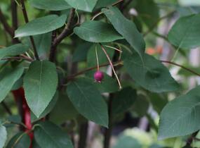 Muchovník hladký 'Snowflakes' - Amelanchier laevis 'Snowflakes'