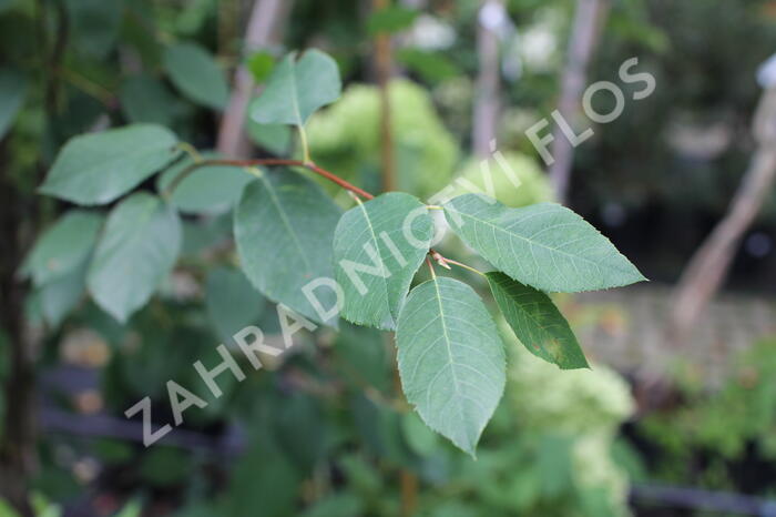 Muchovník hladký 'Snowflakes' - Amelanchier laevis 'Snowflakes'