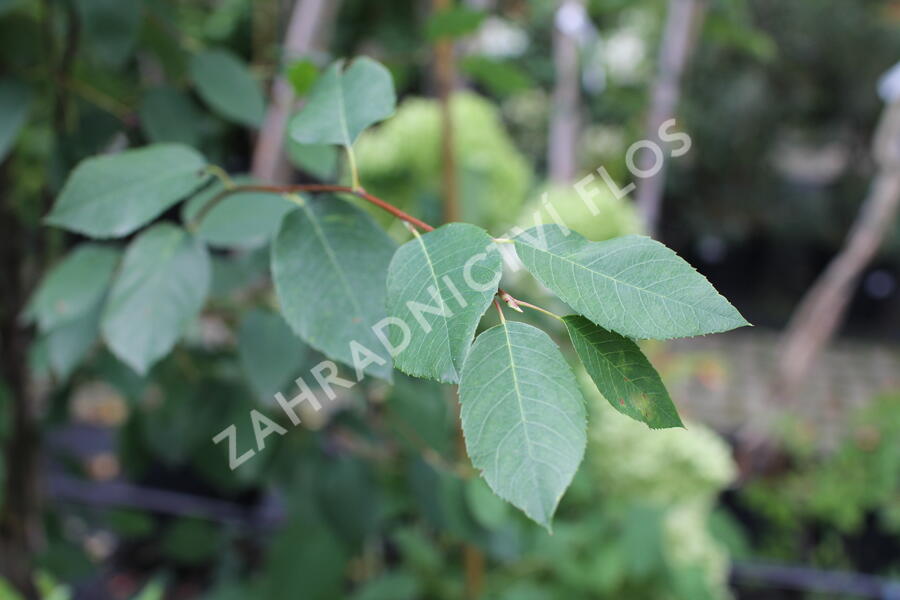 Muchovník hladký 'Snowflakes' - Amelanchier laevis 'Snowflakes'
