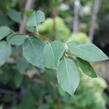 Muchovník hladký 'Snowflakes' - Amelanchier laevis 'Snowflakes'