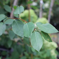 Muchovník hladký 'Snowflakes' - Amelanchier laevis 'Snowflakes'