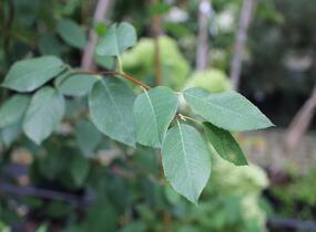 Muchovník hladký 'Snowflakes' - Amelanchier laevis 'Snowflakes'
