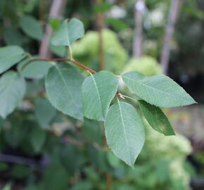 Muchovník hladký 'Snowflakes' - Amelanchier laevis 'Snowflakes'