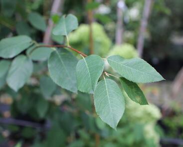 Muchovník hladký 'Snowflakes'
