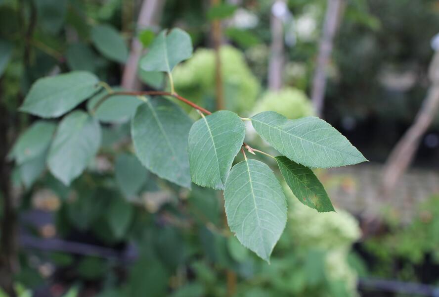 Muchovník hladký 'Snowflakes' - Amelanchier laevis 'Snowflakes'