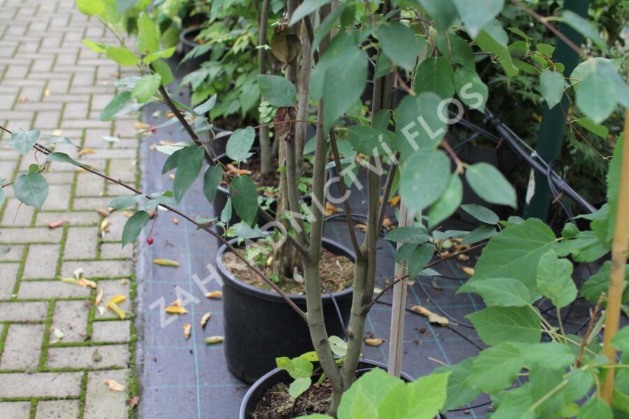 Muchovník hladký 'Snowflakes' - Amelanchier laevis 'Snowflakes'