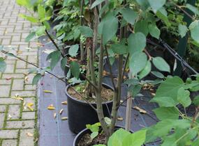 Muchovník hladký 'Snowflakes' - Amelanchier laevis 'Snowflakes'