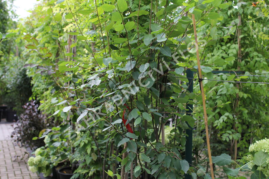 Muchovník hladký 'Snowflakes' - Amelanchier laevis 'Snowflakes'