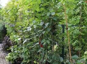 Muchovník hladký 'Snowflakes' - Amelanchier laevis 'Snowflakes'