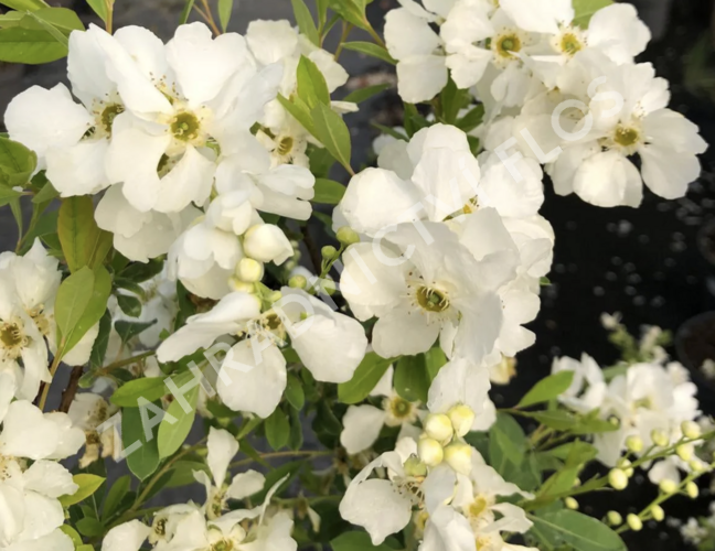 Hroznovec 'Lotus Moon'® - Exochorda racemosa 'Lotus Moon'®