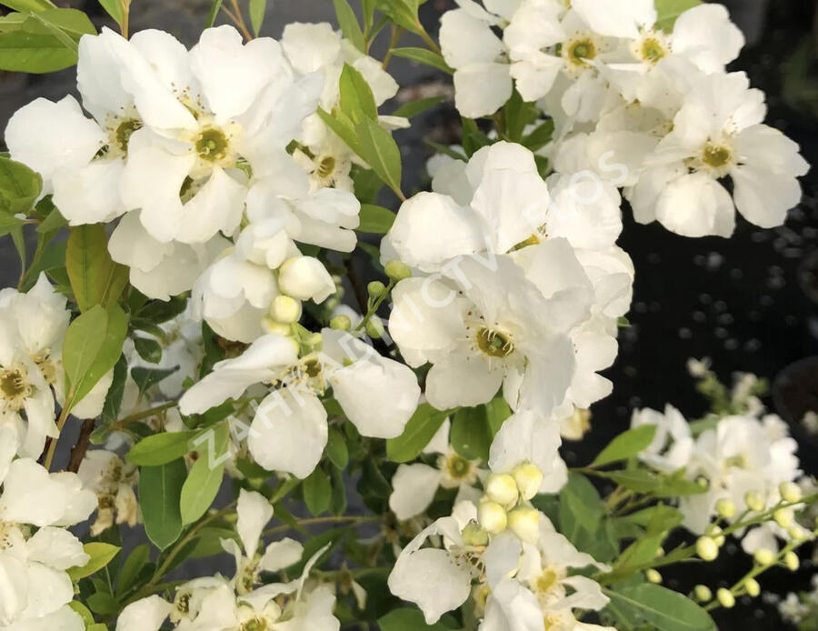 Hroznovec 'Lotus Moon'® - Exochorda racemosa 'Lotus Moon'®