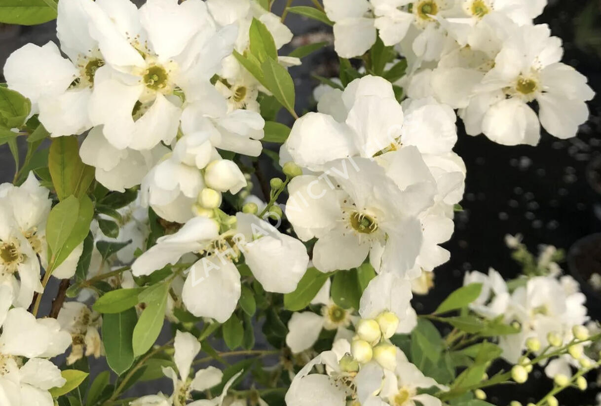 Hroznovec hroznatý 'Lotus Moon'® - Exochorda racemosa 'Lotus Moon'®