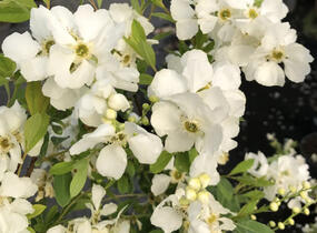Hroznovec hroznatý 'Lotus Moon'® - Exochorda racemosa 'Lotus Moon'®