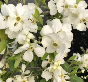 Hroznovec hroznatý 'Lotus Moon'®