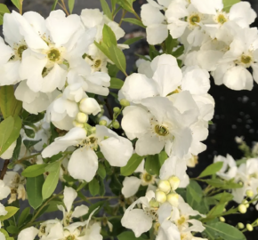 Hroznovec 'Lotus Moon'® - Exochorda racemosa 'Lotus Moon'®