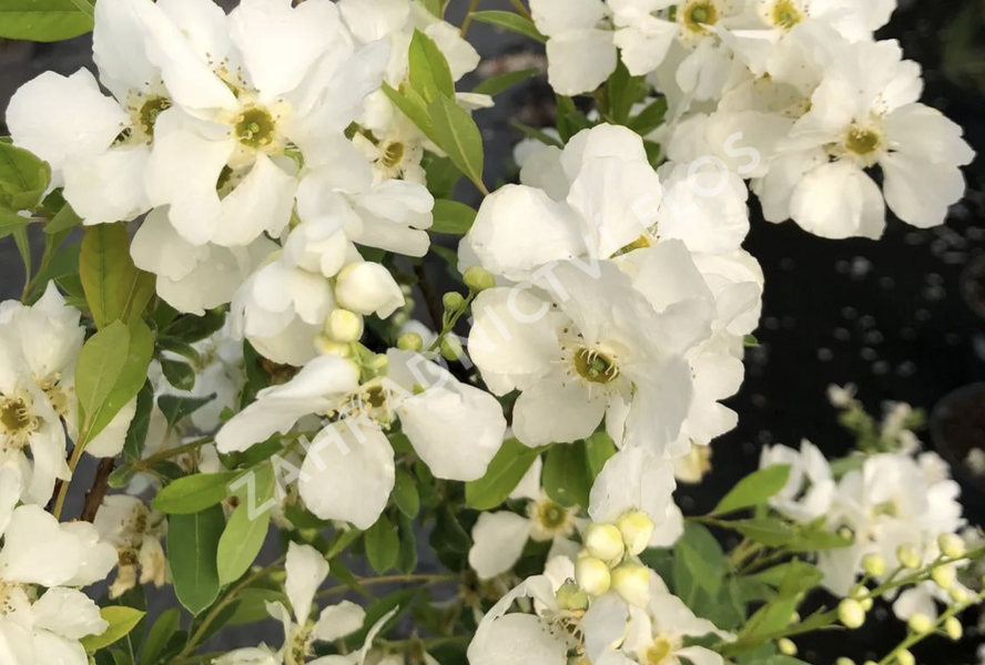 Hroznovec hroznatý 'Lotus Moon'® - Exochorda racemosa 'Lotus Moon'®