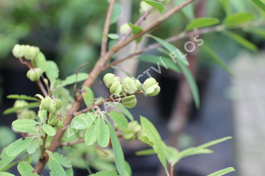 Hroznovec 'Lotus Moon'® - Exochorda racemosa 'Lotus Moon'®