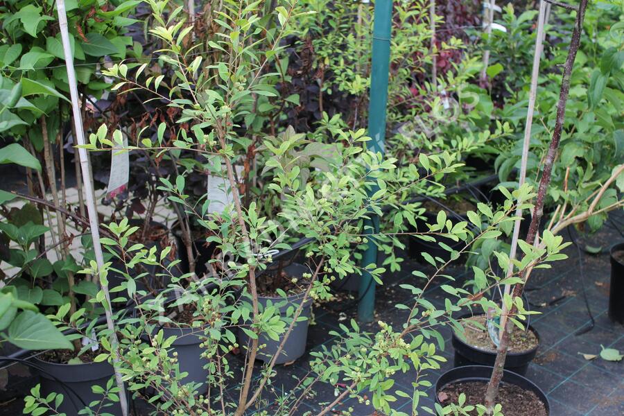 Hroznovec 'Lotus Moon'® - Exochorda racemosa 'Lotus Moon'®