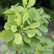 Ruj vlasatá 'Kanari' - Cotinus coggigria 'Kanari'