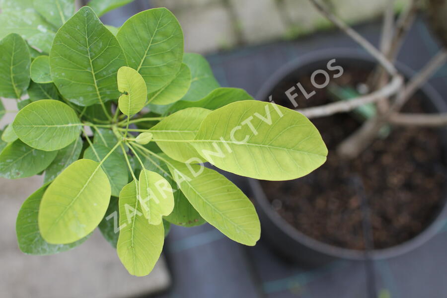 Ruj vlasatá 'Kanari' - Cotinus coggigria 'Kanari'