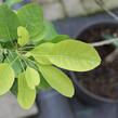 Ruj vlasatá 'Kanari' - Cotinus coggigria 'Kanari'