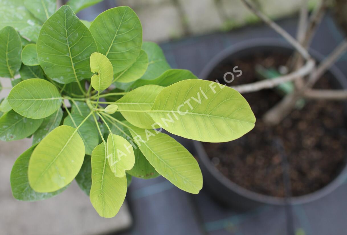 Ruj vlasatá 'Kanari' - Cotinus coggygria 'Kanari'