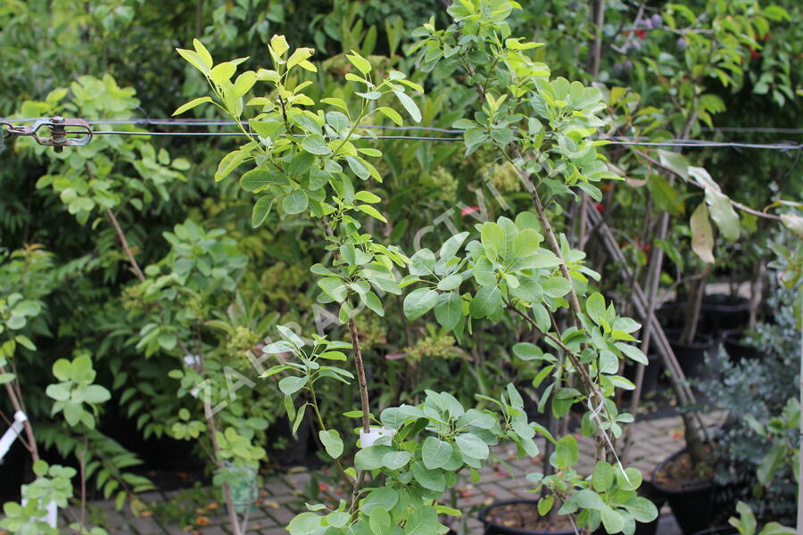 Ruj vlasatá 'Kanari' - Cotinus coggigria 'Kanari'
