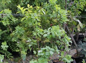 Ruj vlasatá 'Kanari' - Cotinus coggygria 'Kanari'