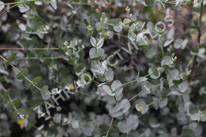 Blahovičník Gunnův 'Azura' - Eucalyptus gunni 'Azura'