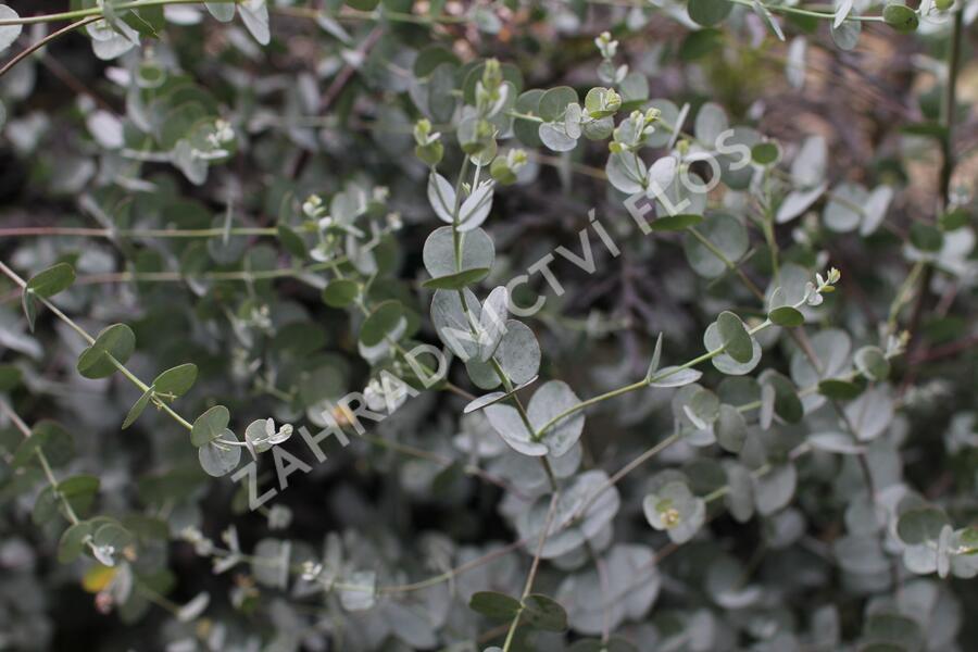 Blahovičník Gunnův 'Azura' - Eucalyptus gunni 'Azura'