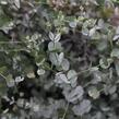 Blahovičník Gunnův 'Azura' - Eucalyptus gunni 'Azura'