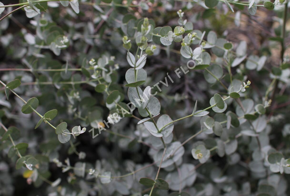 Blahovičník Gunnův 'Azura' - Eucalyptus gunni 'Azura'
