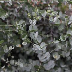 Blahovičník Gunnův 'Azura' - Eucalyptus gunni 'Azura'