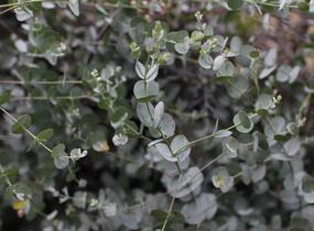 Blahovičník Gunnův 'Azura' - Eucalyptus gunni 'Azura'