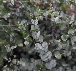 Blahovičník Gunnův 'Azura' - Eucalyptus gunni 'Azura'