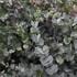 Eucalyptus gunni 'Azura'_01.JPG