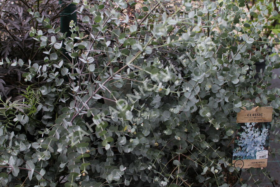 Blahovičník Gunnův 'Azura' - Eucalyptus gunni 'Azura'