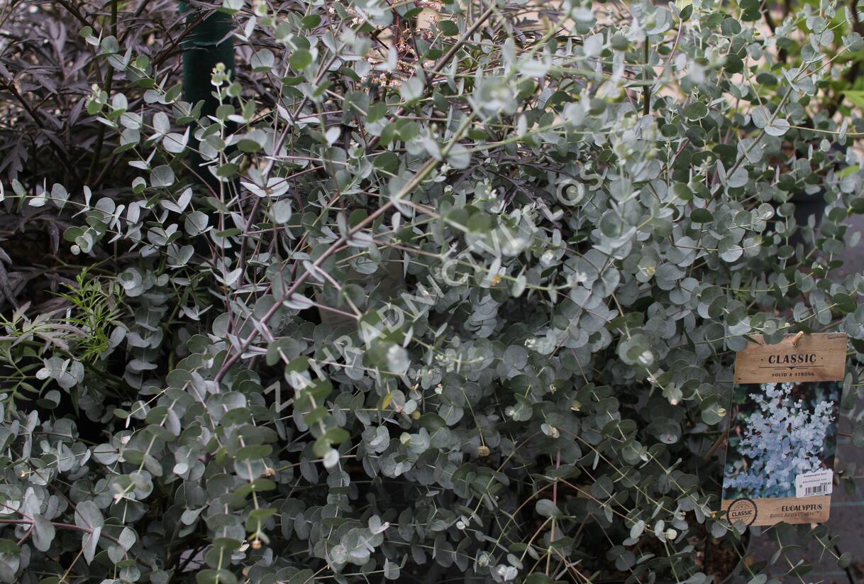 Blahovičník Gunnův 'Azura' - Eucalyptus gunni 'Azura'