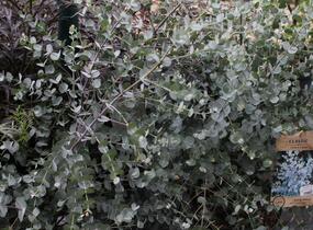 Blahovičník Gunnův 'Azura' - Eucalyptus gunni 'Azura'