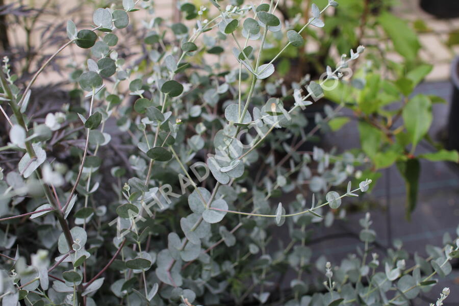 Blahovičník Gunnův 'Azura' - Eucalyptus gunni 'Azura'