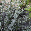 Blahovičník Gunnův 'Azura' - Eucalyptus gunni 'Azura'