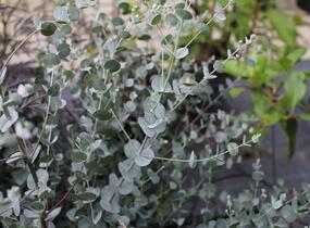 Blahovičník Gunnův 'Azura' - Eucalyptus gunni 'Azura'
